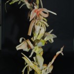 bloem zwart